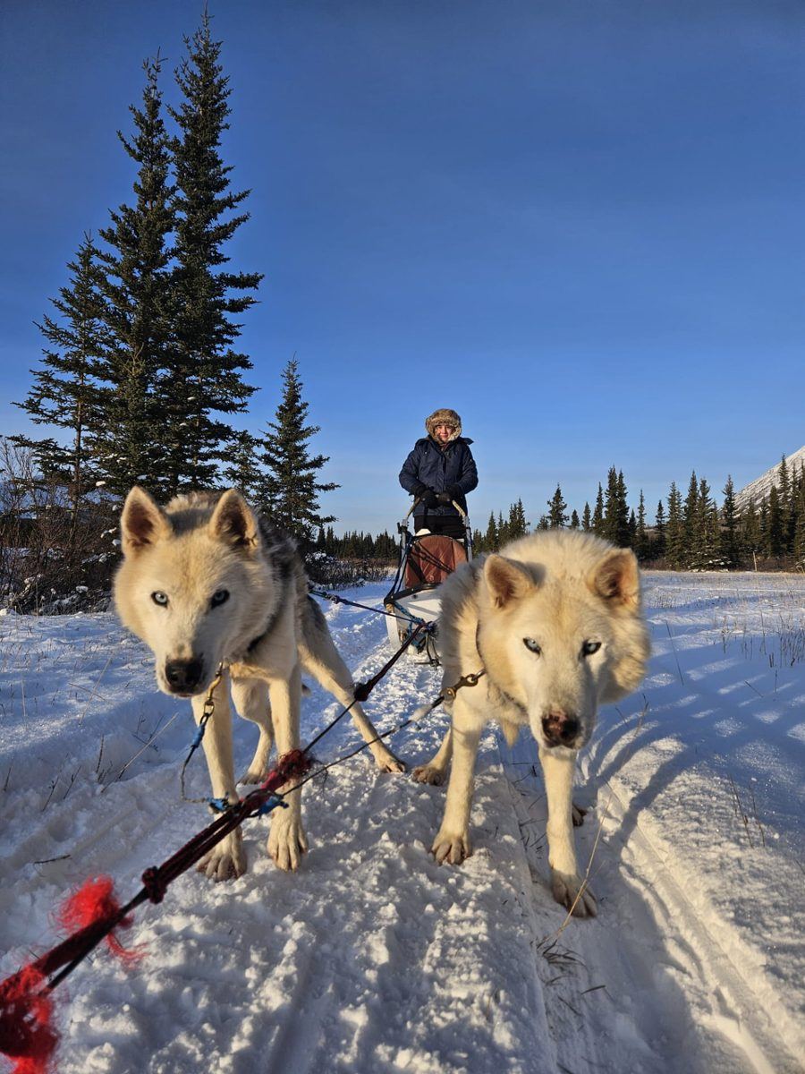 Two blue-eyed lead dogs in front of the sled