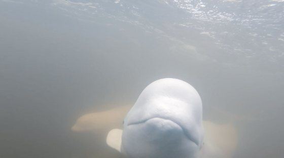 Béluga face à l'objectif sous l'eau de la rivière Churchill