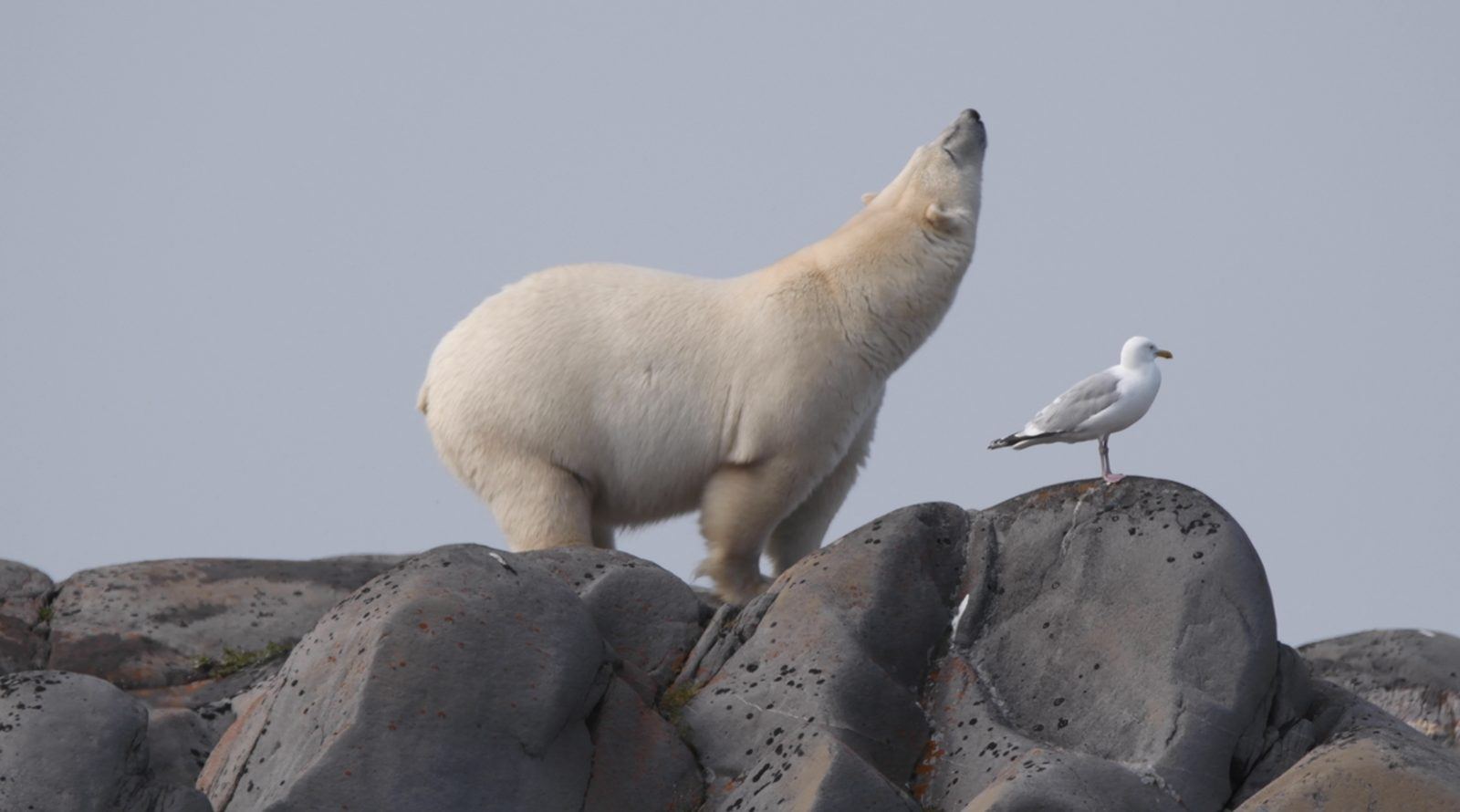 Ours polaire qui s'étire sur les rochers à côté d'un goéland