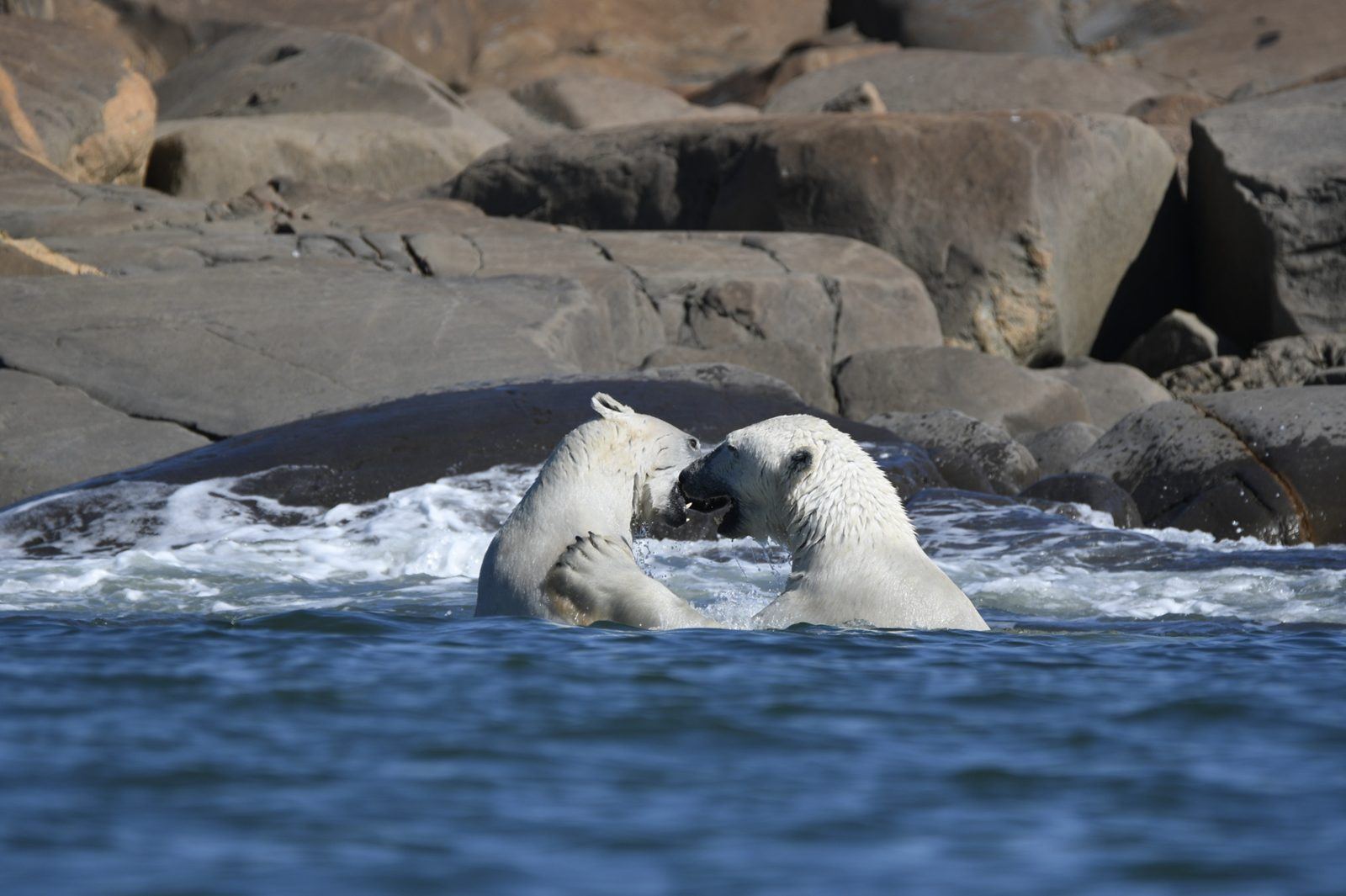 Deux ours polaires jouant dans les vagues de la baie d'Hudson