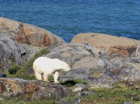 Ours polaire sur les rochers de la côte, en été
