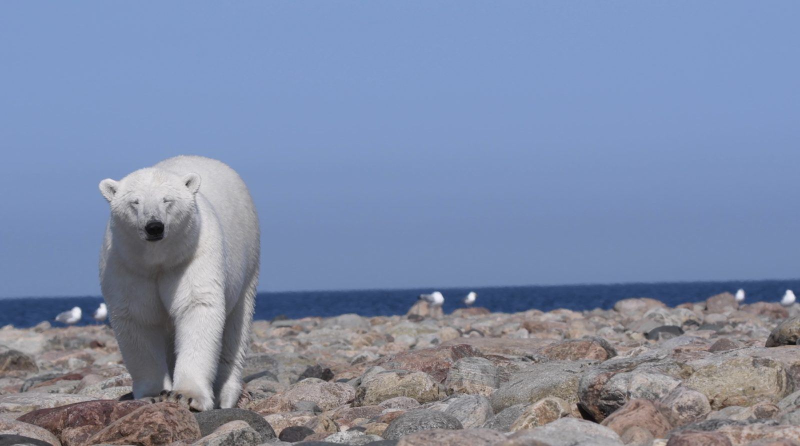 Ours polaire marchant sur la grève face à la baie d'Hudson