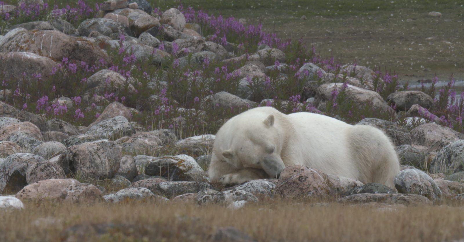 Ours polaire endormi au milieu des épilobes en fleurs