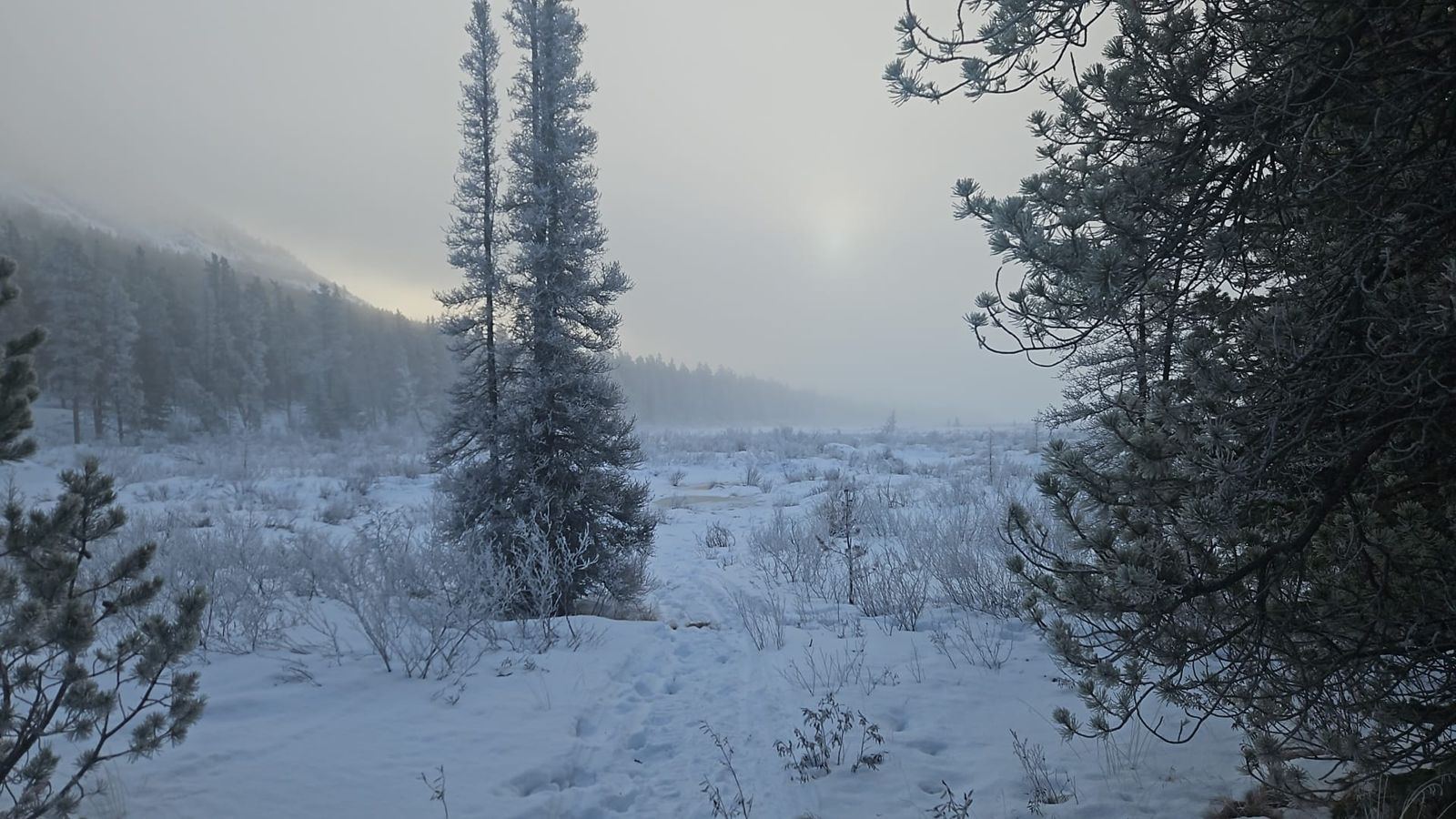 Forêt givrée dans la brume du matin