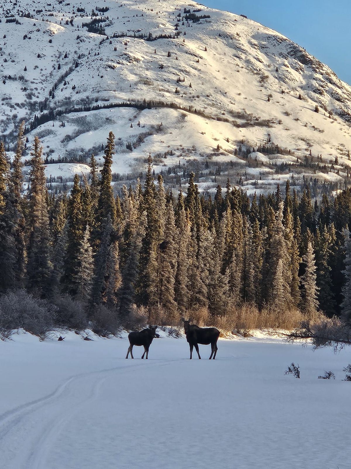 Deux orignaux sur la piste, au pied d'une montagne enneigée