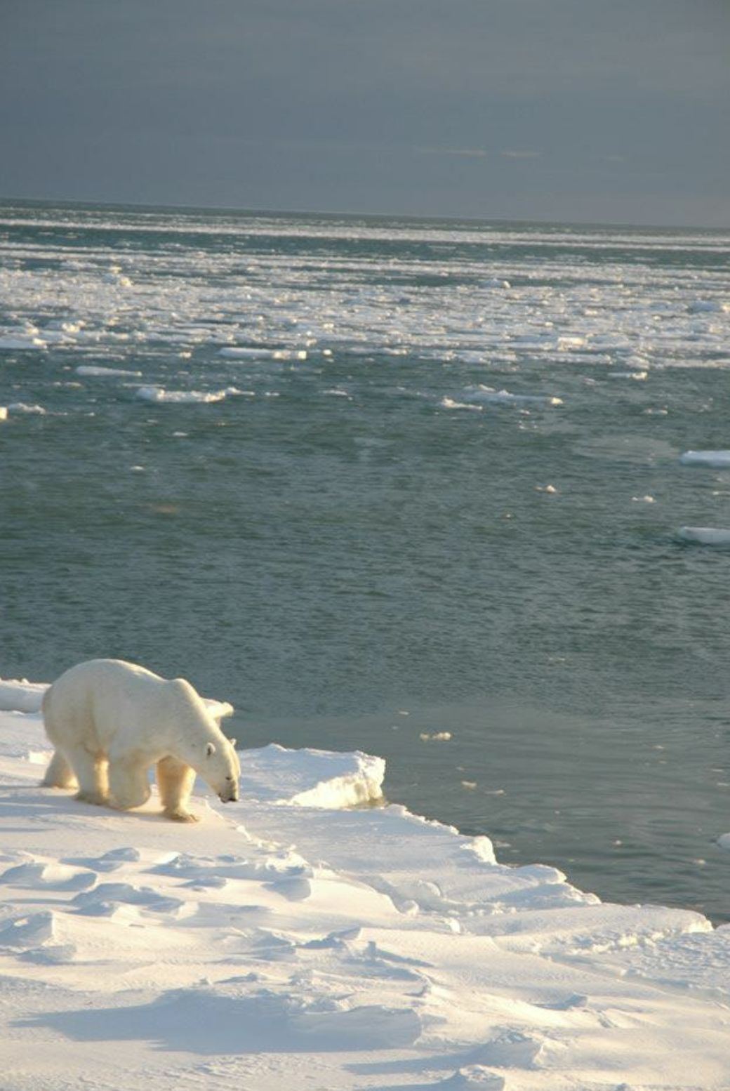 Polar bear at the edge of the ice, facing Hudson Bay