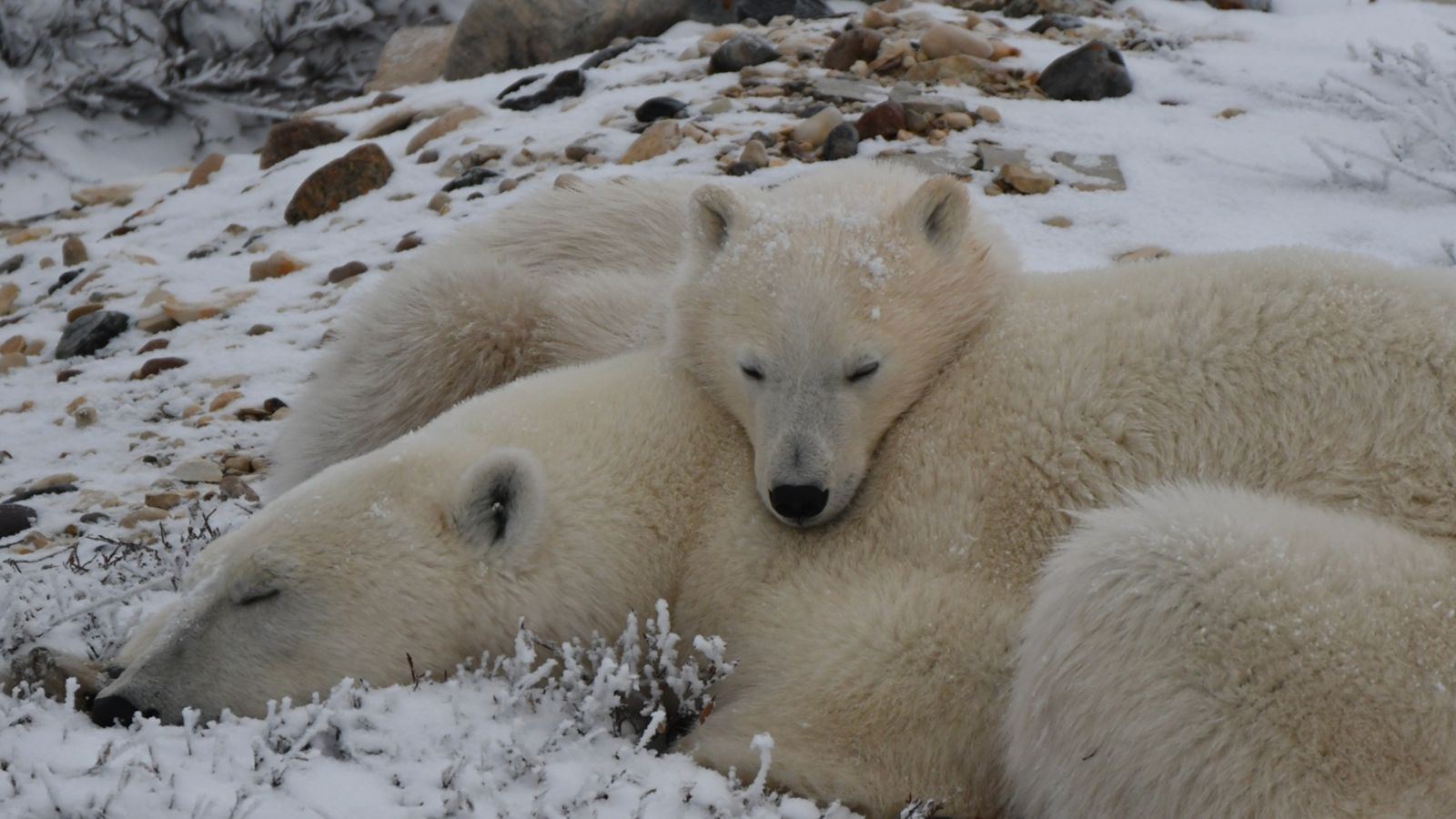 Cub asleep against its mother in the snow