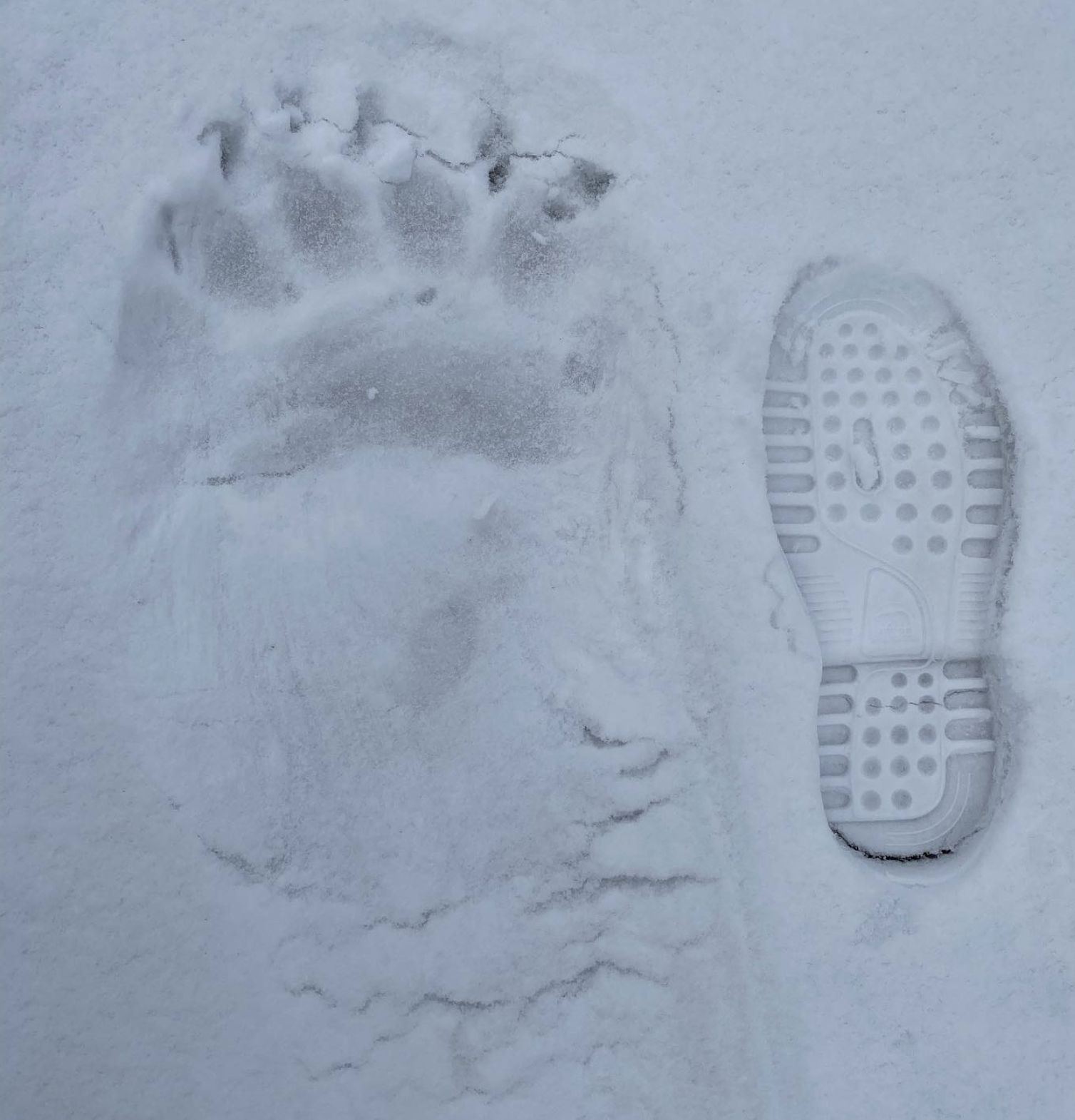 Polar bear paw print next to a boot print