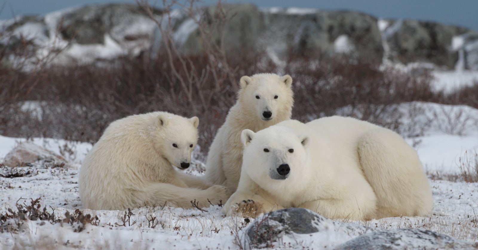 A mother bear and her two cubs lying on the tundra