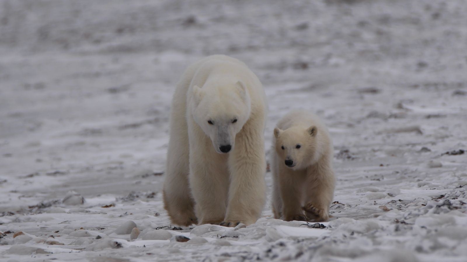 A mother bear and her cub walking toward the camera