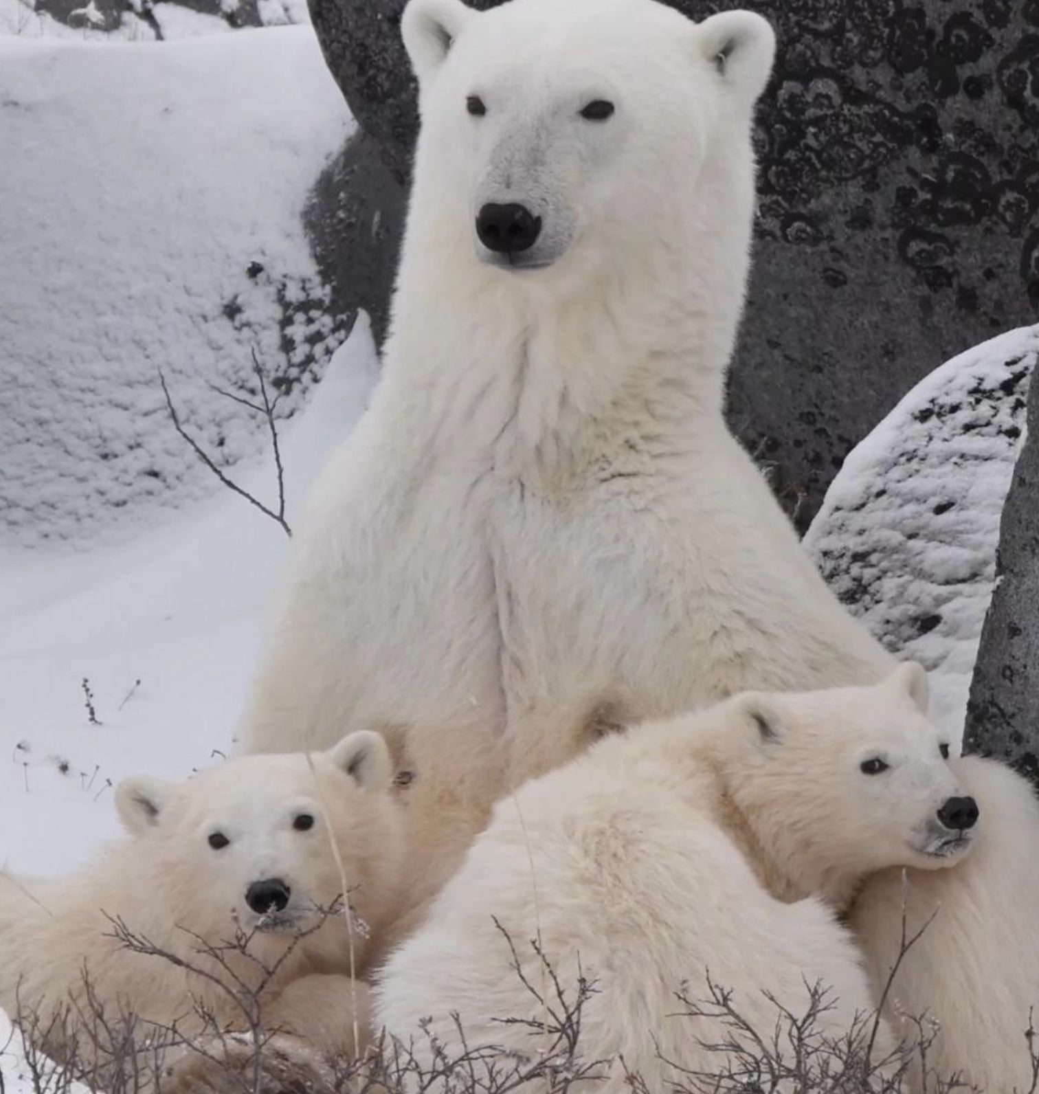 A mother bear sitting between her two cubs