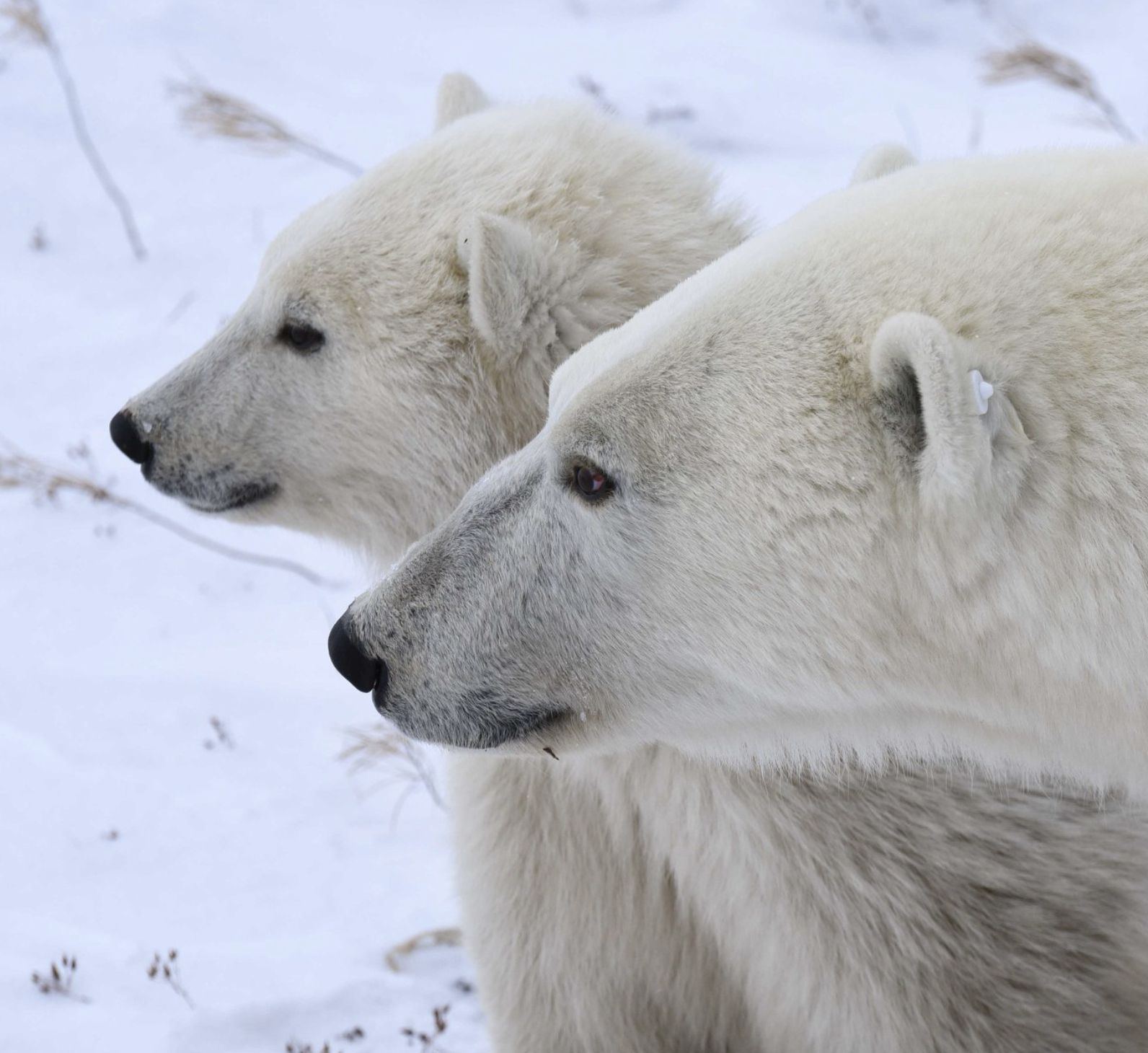 Two polar bears in profile