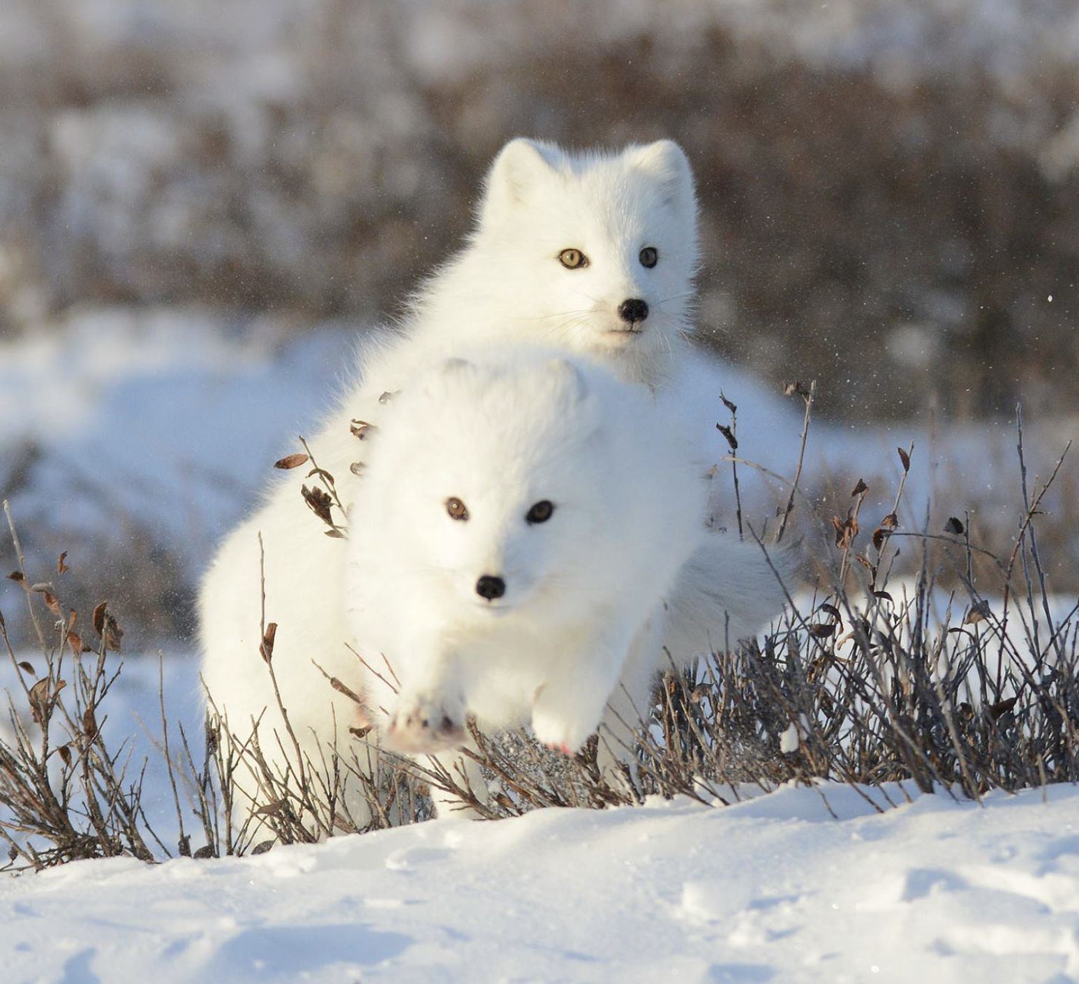 Two arctic foxes leaping in the snow