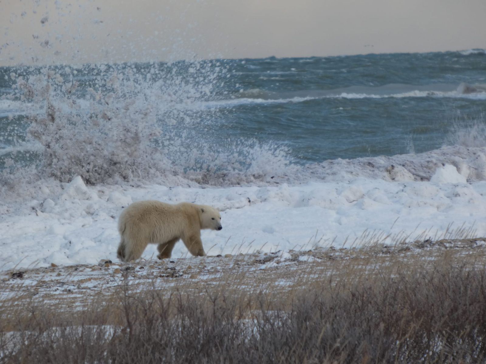 Polar bear walking along Hudson Bay in the sea spray