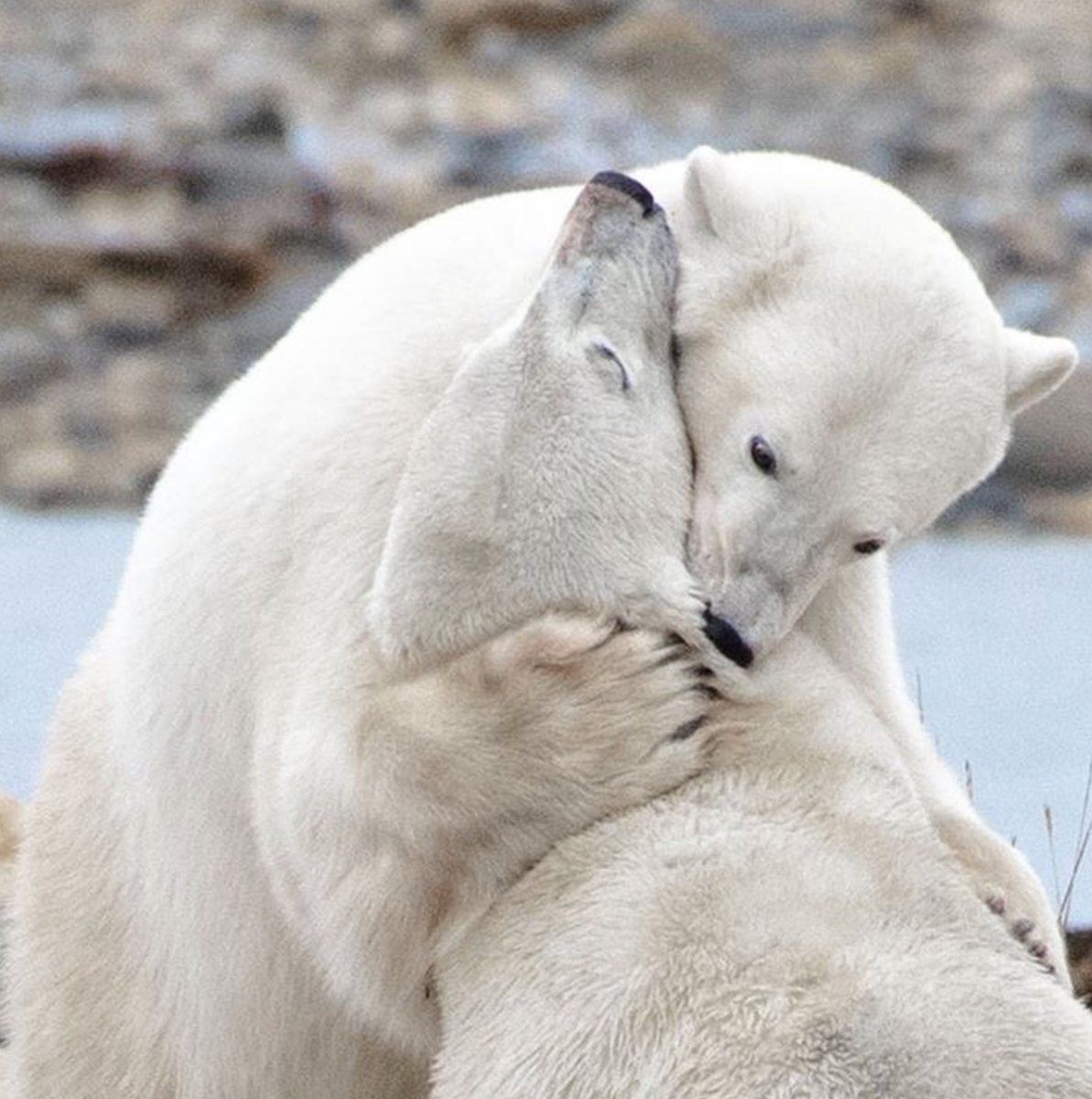 Polar bears