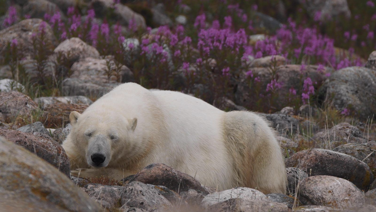 Ours polaire couché parmi les épilobes en fleurs à Churchill