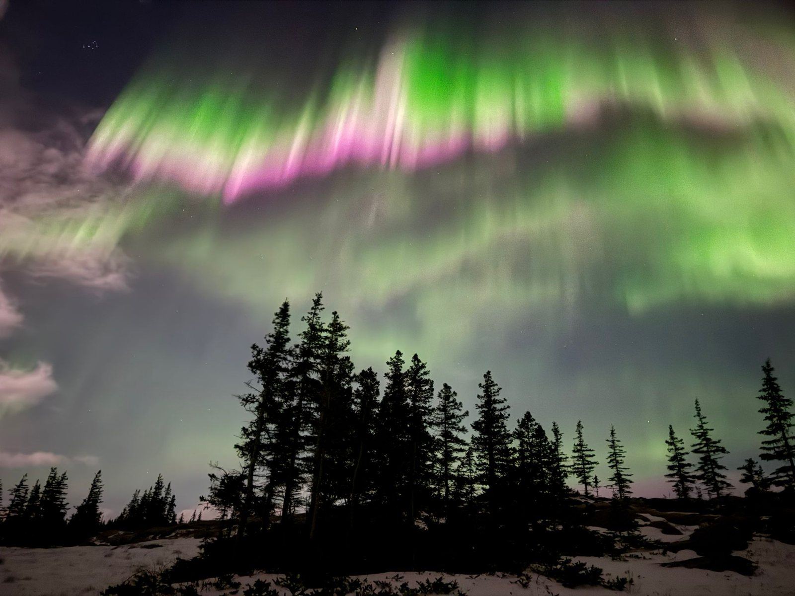Aurore boréale verte et rose au-dessus de la forêt du Yukon