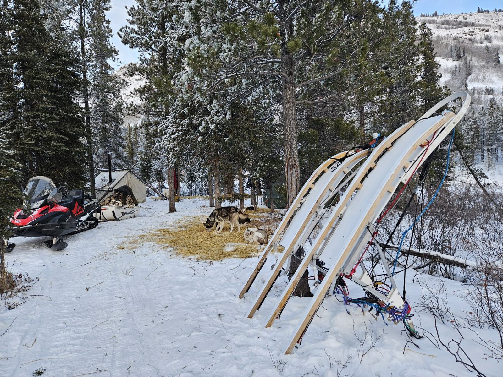 Expedition camp: sleds, resting dogs and tents