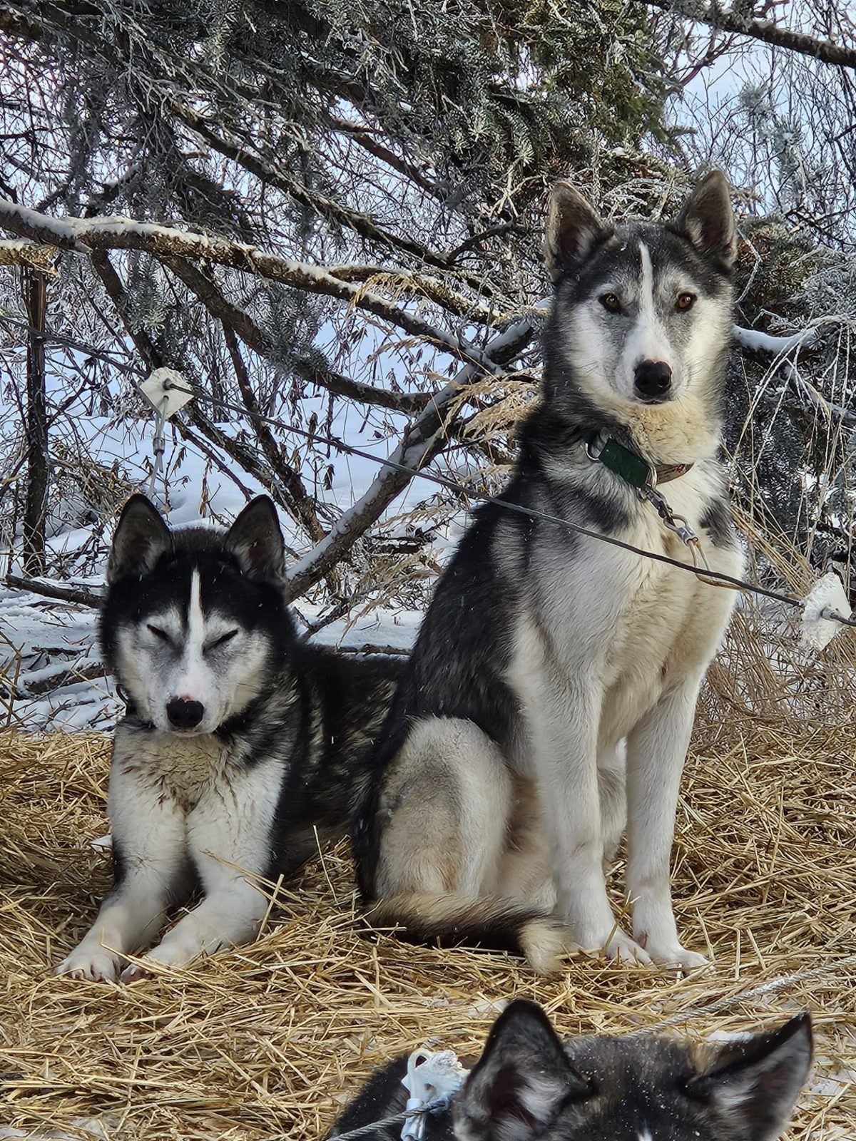 Two huskies resting on straw at camp
