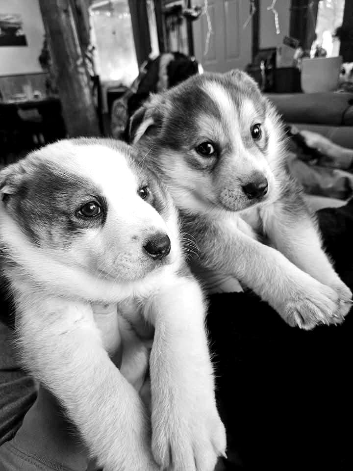 Two husky puppies held in arms at the kennel