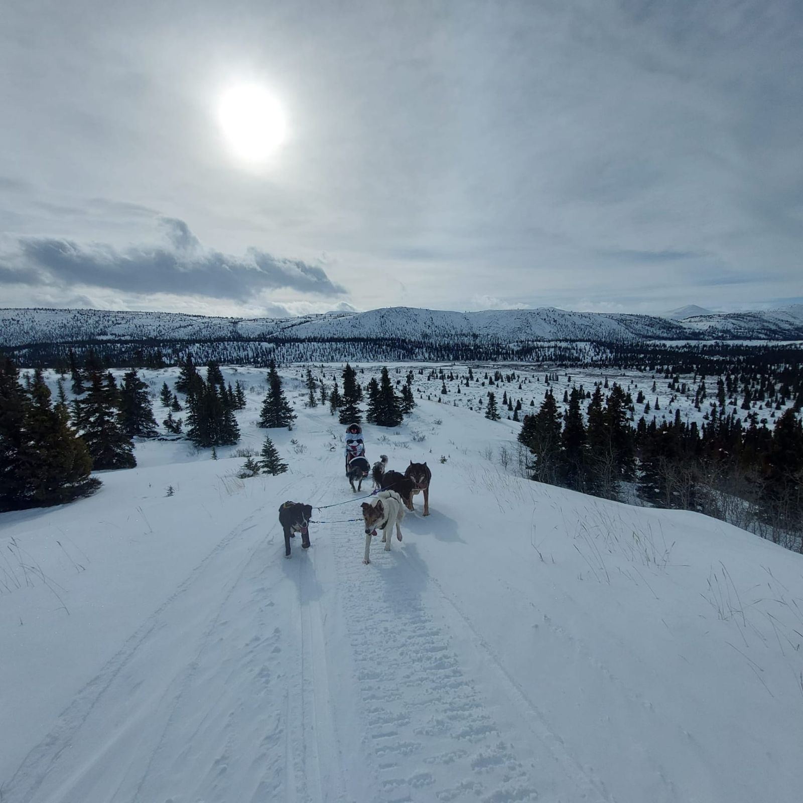 Dog team on a ridge, boreal forest as far as the eye can see