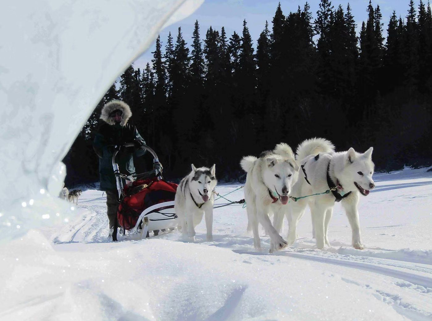 Dog sledding